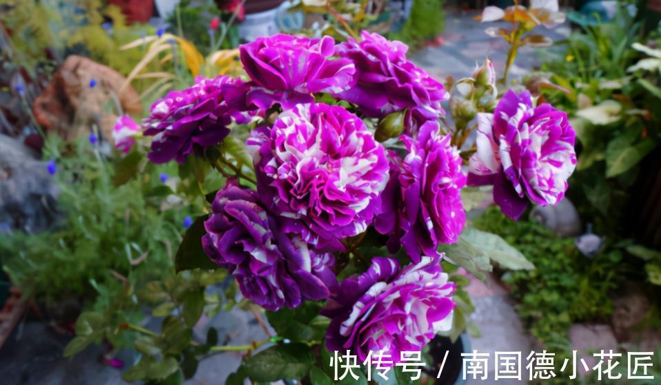 阿莫西林|家里过期药别丢,简单处理用来养花,杀菌又养根,比多菌灵好使