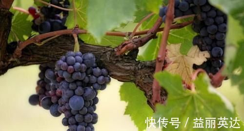 人到中年|人到中年想长寿,不妨多吃3食物,能养心安神,降压补脑,显年轻