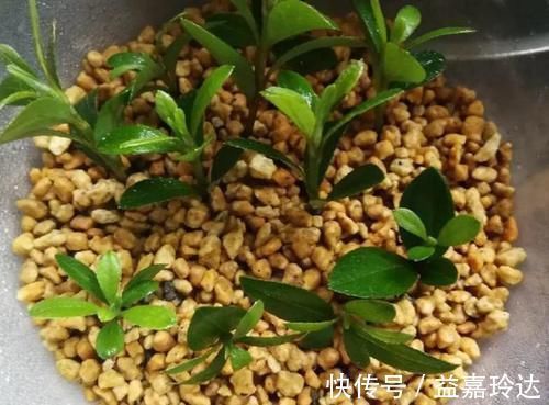 养花|养花扦插育苗,用它催根,存活率太高,家里都摆不下了!