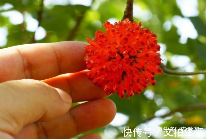 农村|农村这种野果称为“假杨梅”估计很多人小时候都吃过这个果子！