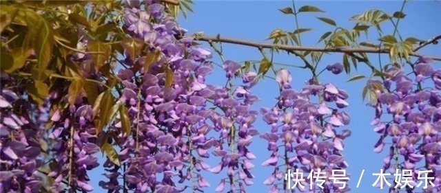 紫藤树#紫藤花下渐黄昏,白居易不喜欢紫藤花,却留下了经典的紫藤花诗