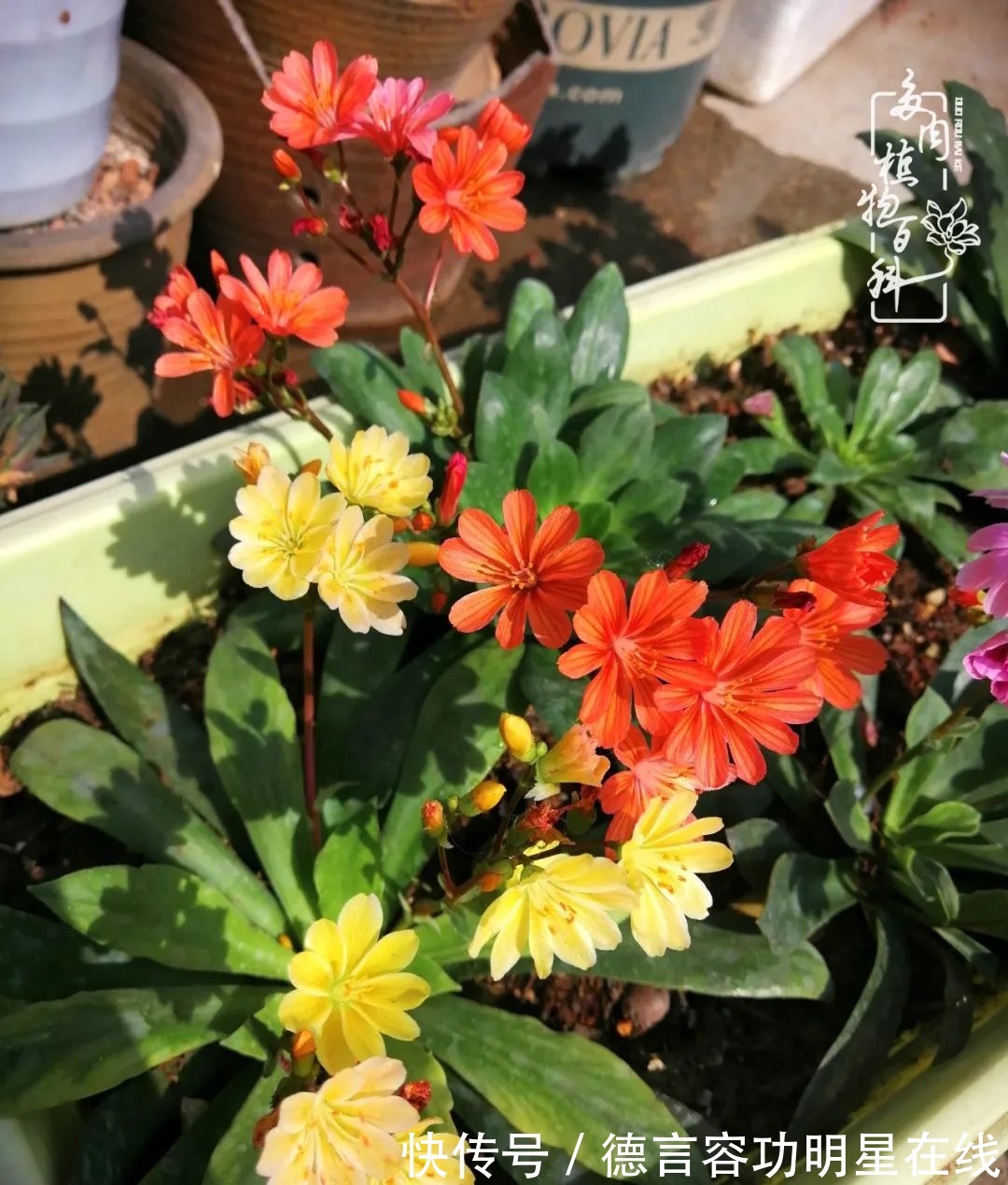 最美四月天,去杨姐的屋顶花园,赴一场花约!