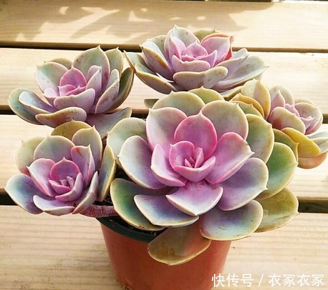 这几种多肉不适合盆栽,地栽才能更肥美艳丽,很多人都不知道!