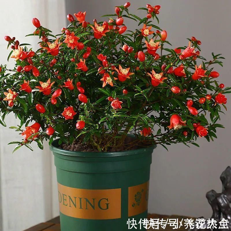 果子|家里养盆“招财花”,一年四季开红花结红果,“招财旺运”又红火