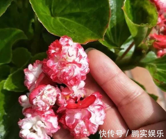 养护|养花技巧粗生粗养也能四季开花!少养1种都觉得亏了