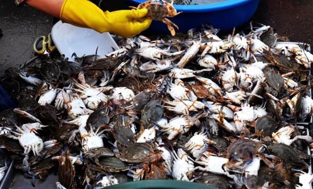 腹部|买螃蟹，是不是“顶盖肥”就看这“1处”，老渔夫的方法就是实用