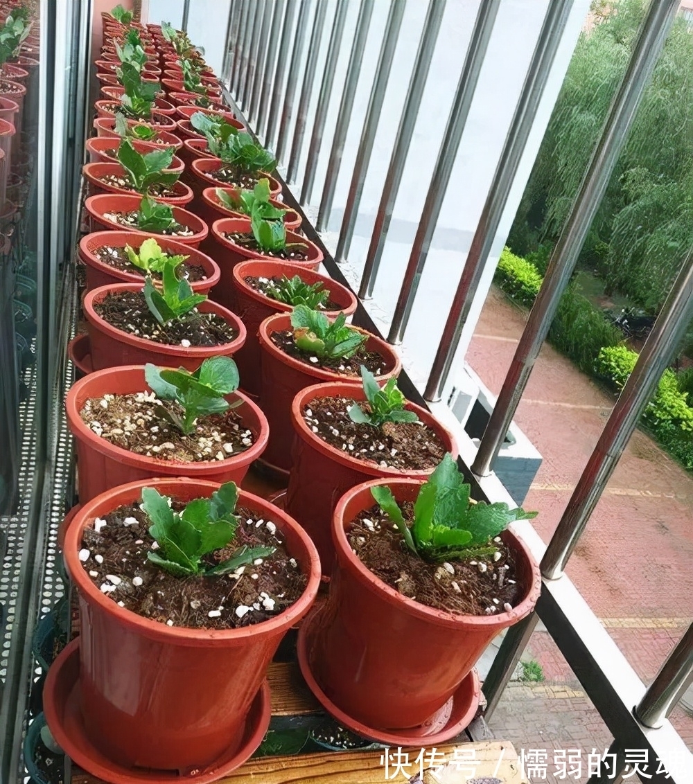 营养土|12月“扦插”3种花,明年春天就长花苞,超值