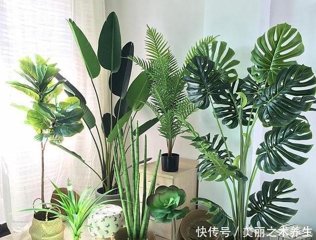 6种耐阴花,养了“不上当”,室内百搭盆栽,摆在角落也爆盆!