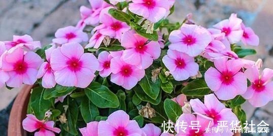 浇水|最适合懒人养护的这些花,不用费心养护,就可花开繁盛!