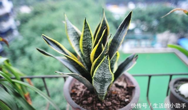 新房内养这几种花卉，甲醛快速“消灭”，空气香又甜，好养又漂亮！