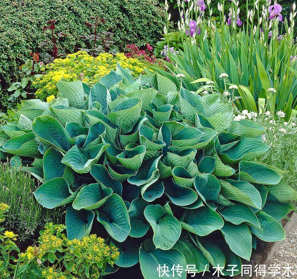 零下20度“装死”的这些花,个个“真汉子”,来年春天的爆花王