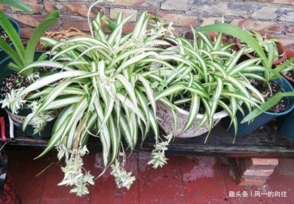 绿萝|家里养这3种植物,净化空气,效果堪比“净化器”,你家养了吗