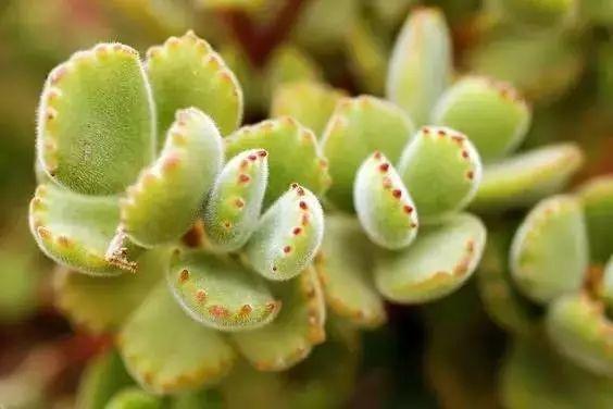 蓝鸟|多肉法师不但长得快,颜色艳品种多,越看越喜欢!