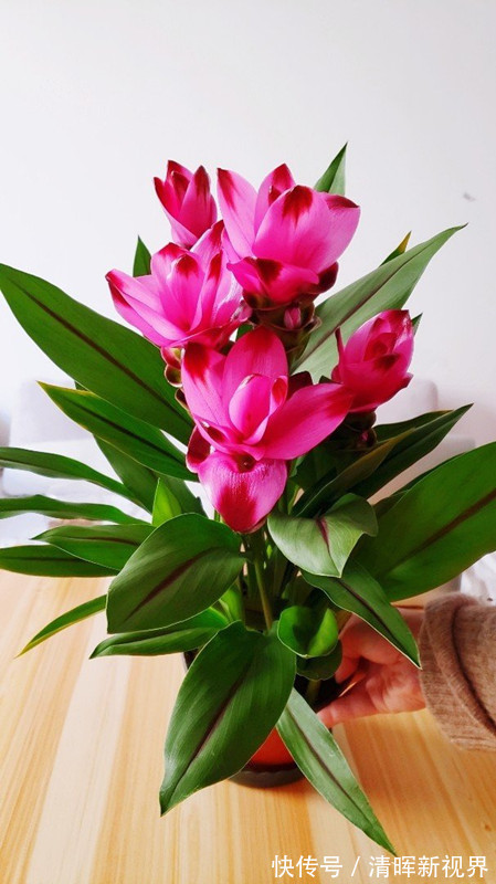 养护|此花是世界名花,花朵超漂亮,花期长,养护简单,室内盆栽也可以