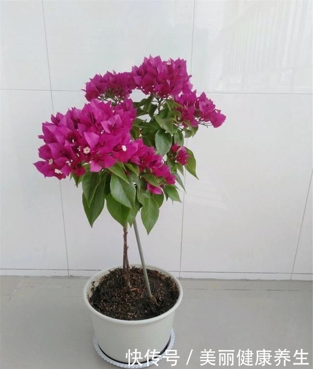 花期|三角梅喜欢这“宝贝”,盆里撒一点,开花300天,拦都拦不住!