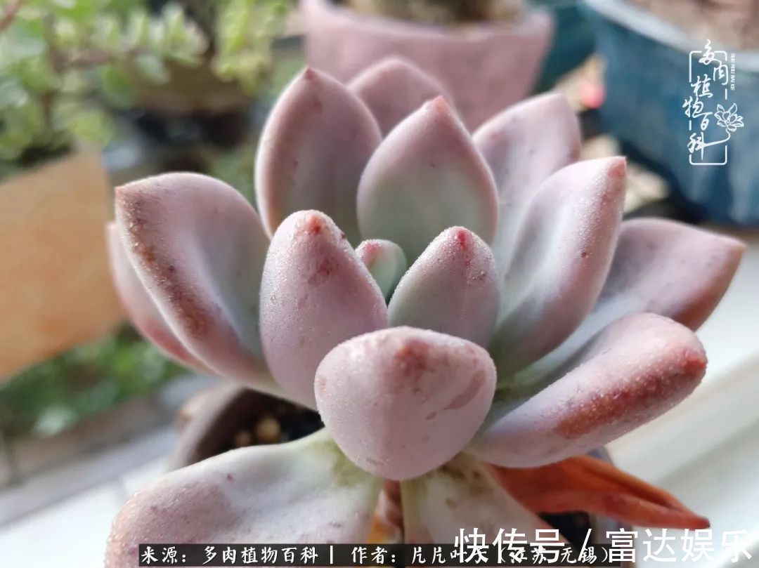 养肉路上,累并快乐着!时光不语,静待花开!