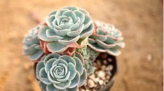 这5种多肉植物,便宜又好养,一不小心就会爆盆