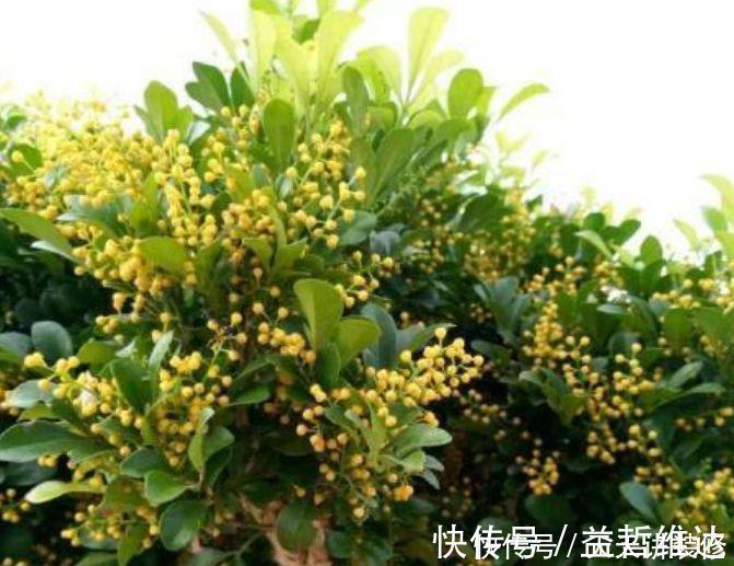 妖娆|4种花是真正的开花机器,花姿妖娆,姿色艳丽