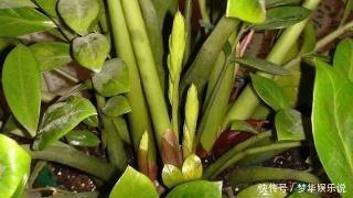 懂花的人都选5种花:“人养花、花养人”,盆盆都是精品