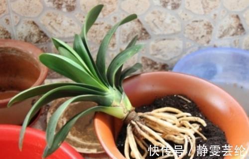 养花|什么淘米水、黄豆水,都不如1勺粉末,用来养花,花开爆盆