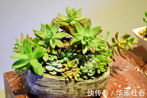 养好花离不开好的土壤，8种适合家庭养花的土壤，养花爆盆