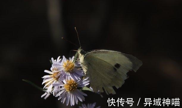 良缘|往后4天，旧爱不见，下财雨，三大生肖不容拒绝，旧爱和好