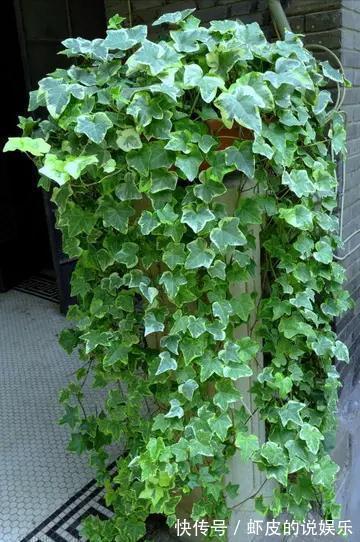 空气|12种“健康花”,家里没太阳,照样长爆盆,贵气漂亮,旺家又养人