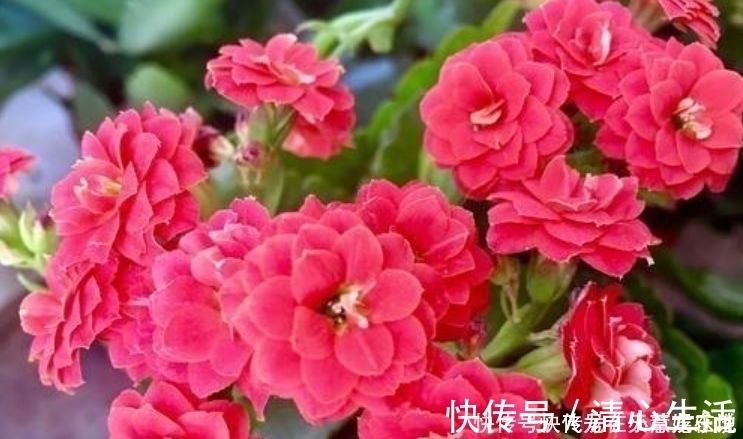 花香|最香的“4种花”,漂亮又好闻,全年开花不断,花开美观又大气