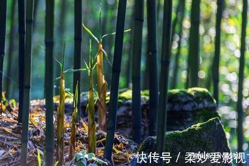 咏竹诗$李贺的一首咏竹诗,竹子的形象与诗人合二为一,读来让人感慨不已