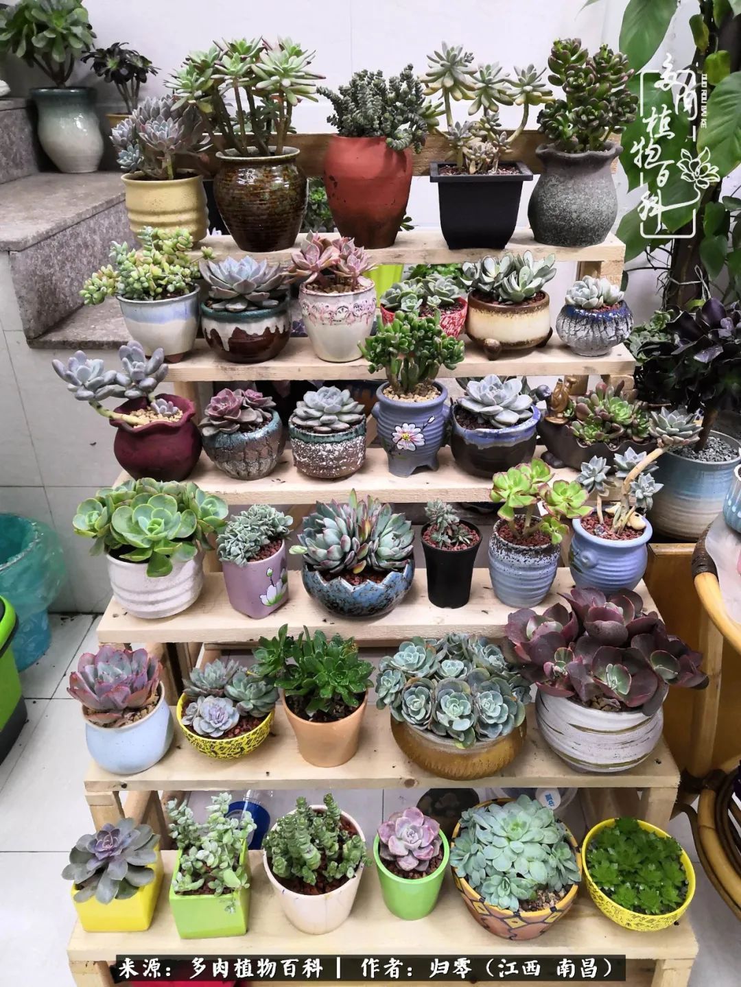 肉肉|人生转个弯，在小院遇见落入凡间的多肉小精灵！