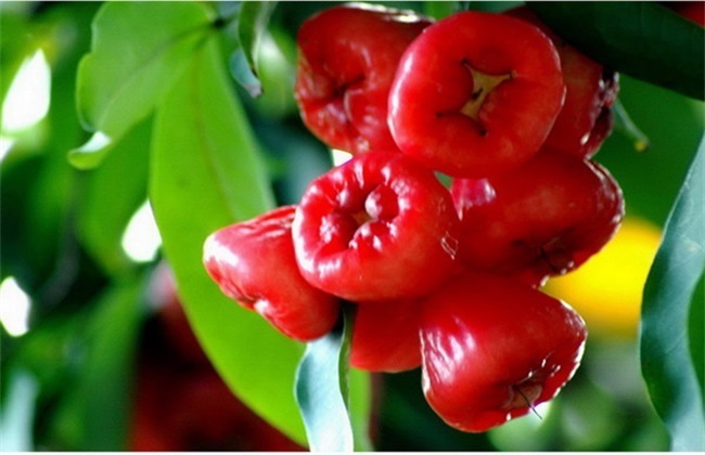 定植|促进消化、清热利尿的莲雾，农民掌握种植要点，收获吃不完的莲雾