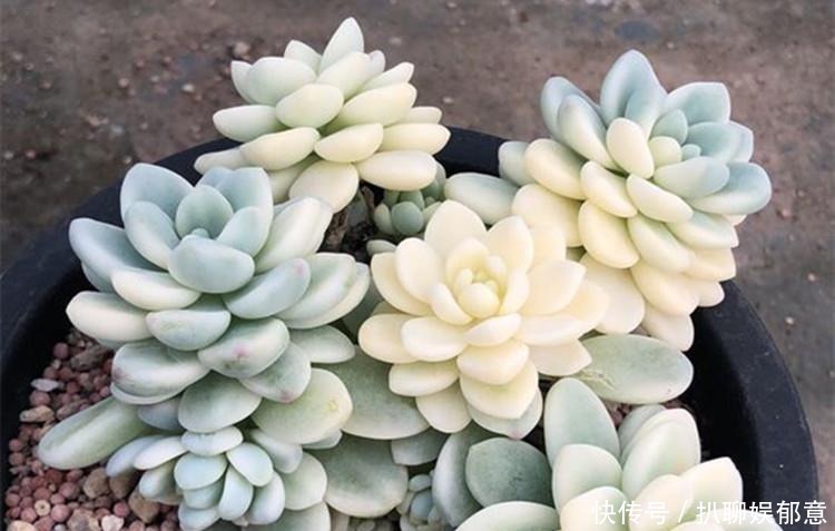 加点|多肉“长不高”,盆里加点“白粉末”,1个月后,不长也得长!