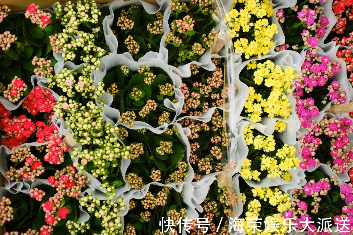 沙漠玫瑰|小花盆才能养好的花，种在大盆里太危险，一不小心就烂根