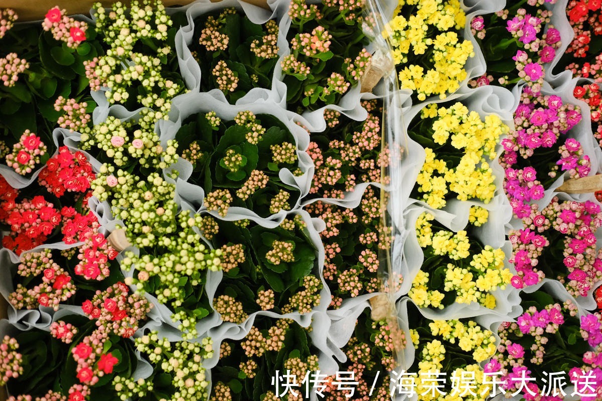 小花盆才能养好的花,种在大盆里太危险,一不小心就烂根