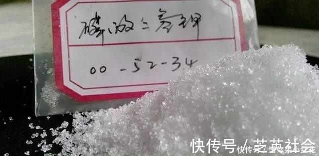 冬天如何使用“磷酸二氢钾”给长寿花促花?