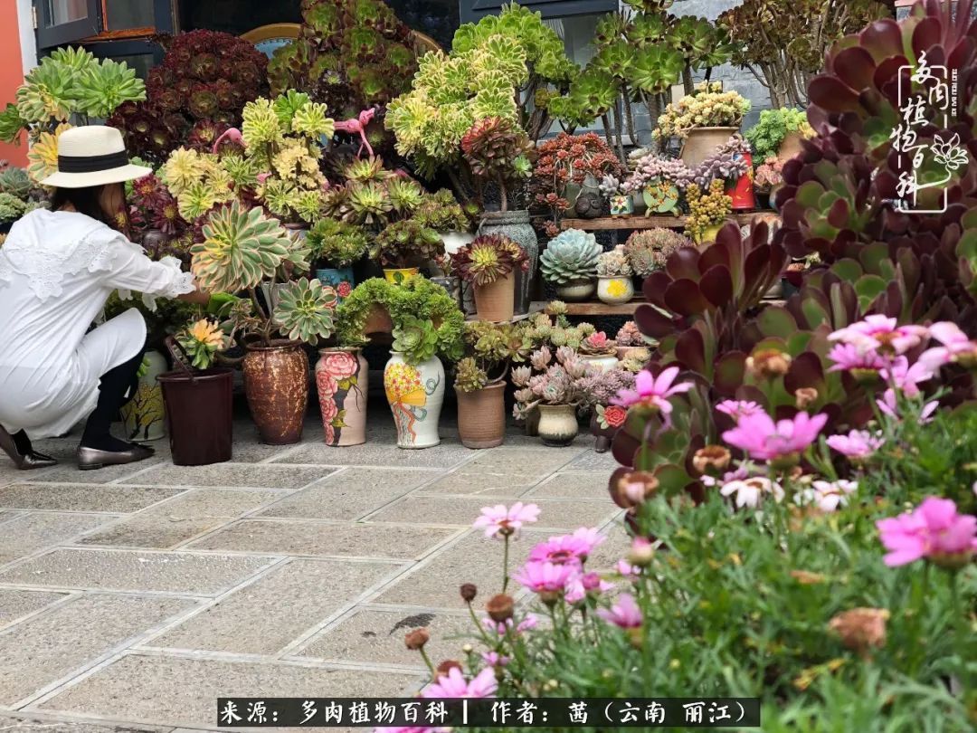 一年四季不同景，一院多肉陪我后半生！