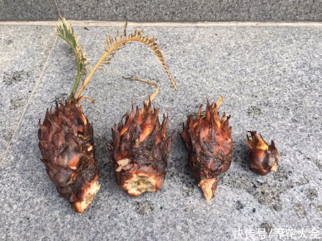 农村当柴烧的花,原来可以当盆景,给一千块也不卖