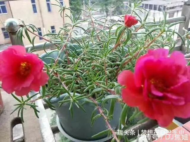 “折腾不死”的6种花，任凭你养，1月不浇都能活，就适合懒人