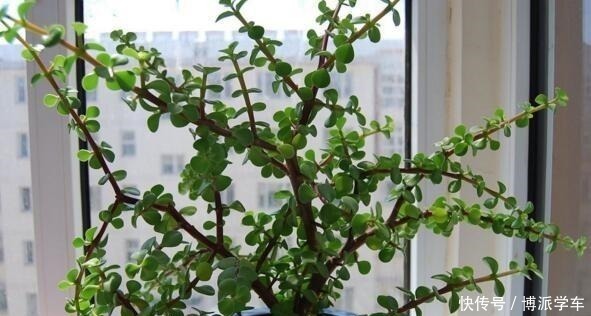 观赏价值|家里养上“3种花”,寓意吉祥,观赏价值高,比发财树强10倍!