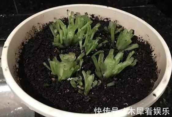 新手|快死的花这样剪,3天保证活,学会就是大神,新手想想就很激动