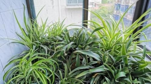  以推动植物|现在肥料品种太多，不知道怎么选择？教你正确使用，花开四季不断