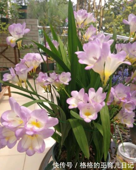 适合不同月份的12种花,颜值高好养护,轻松爆花惹人爱,值得拥有