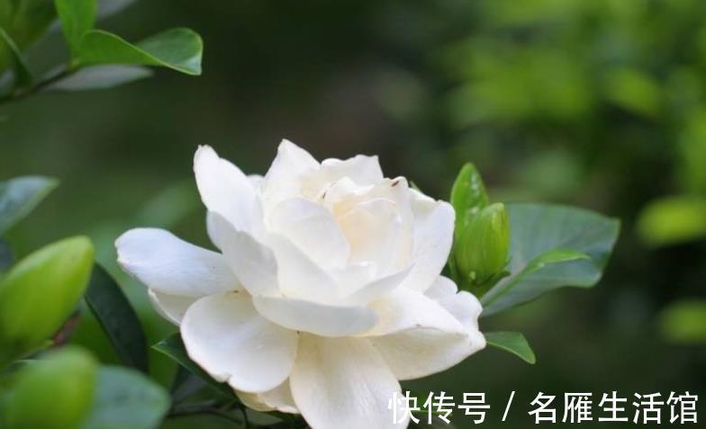 浇水|夏秋养花盆栽栀子,做到这些,香盈满屋,花叶果俱美