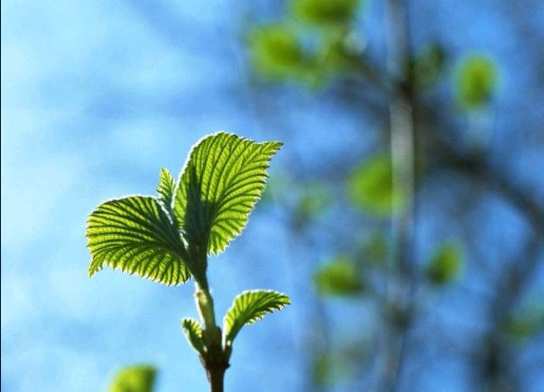 桑叶|血糖高不高，“脚”知道！脚部若无4个异常表现，血糖还算稳定