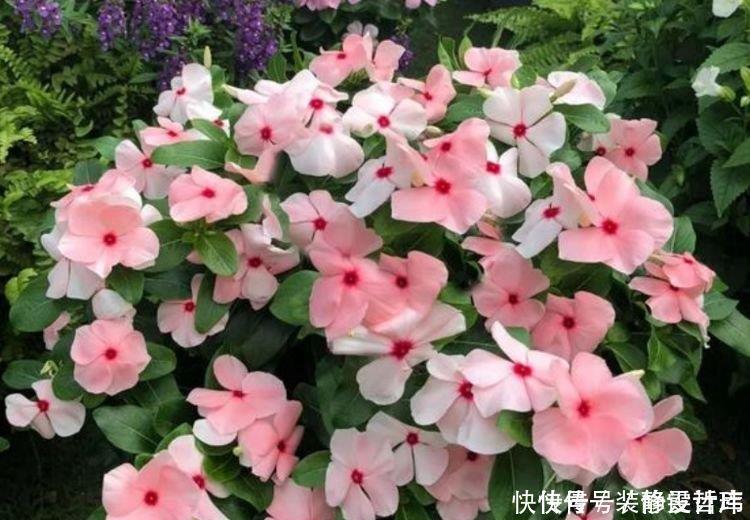 家里就养4种花,耐旱又耐晒,开花红红火火,旺财又旺运