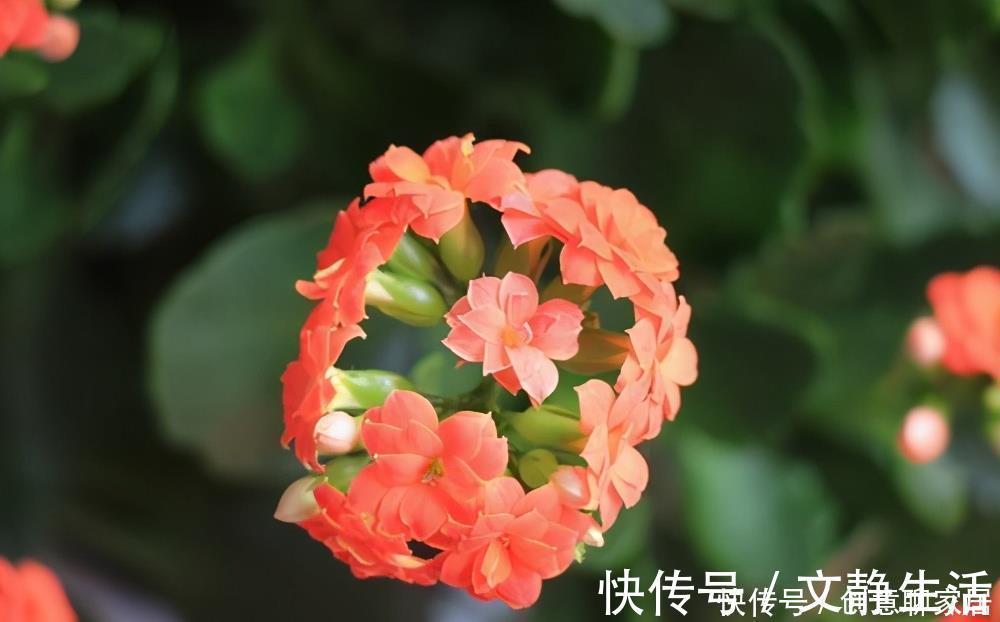 长寿花为什么不开花?先不要放弃,可能是花期推迟了