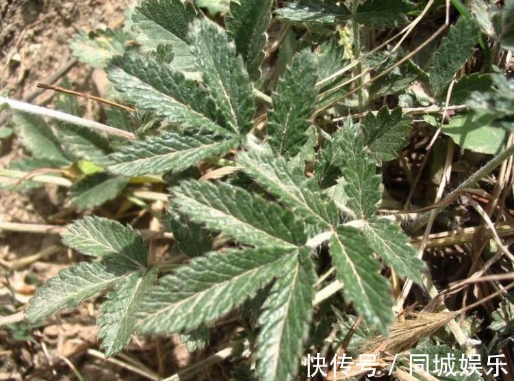 白草|农村山上一种野草，是“糖尿病”人的福星，剥开就能直接吃