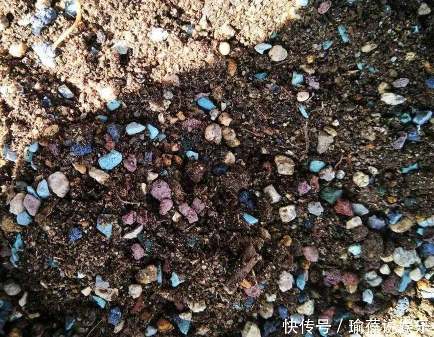 多肉叶子皱皱巴巴别光浇水，多半是伤根该换盆了！