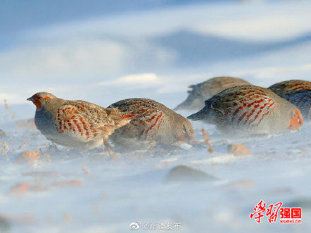 托里|新疆托里：好呆萌！灰山鹑雪地埋头觅食