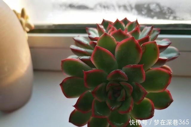 最服5种多肉的求生欲,怎么折腾都不死,你家有同款吗晒晒